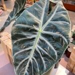 Alocasia longiloba Blatt