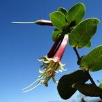 Pycnandra longiflora