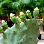 Opuntia stricta 葉