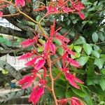 Renanthera coccinea Blomst