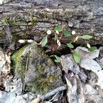 Claytonia caroliniana Folio