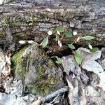 Claytonia caroliniana Blatt