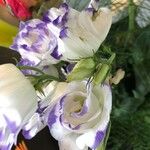 Eustoma grandiflorum Кветка