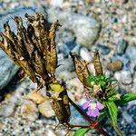 Galeopsis ladanum (Frutto)