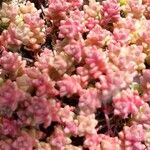 Sedum anglicum Çiçek