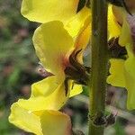 Verbascum virgatum Λουλούδι