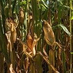 Zea mays Συνήθη χαρακτηριστικά