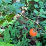 Solanum capsicoides ഫലം