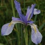 Iris missouriensis Kwiat