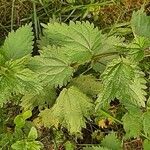 Urtica dioica Blatt