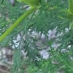 Artemisia annua Folha