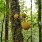 Mortoniodendron cauliflorum Fruto