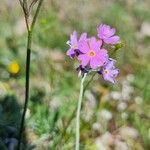 Primula farinosaBlodyn