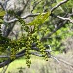 Juglans californica Frukt