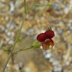 Scrophularia lucida Flower