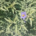 Solanum elaeagnifoliumЦветок