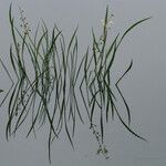 Sagittaria lancifolia Blad