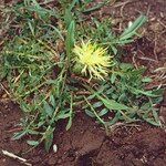 Centaurea ultreiae Flower