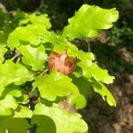 Quercus × rosacea Blad