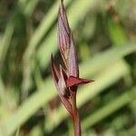 Serapias strictiflora Flower