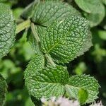 Mentha × rotundifolia Лист