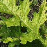 Echinops exaltatus Foglia