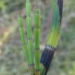 Equisetum ramosissimum 樹皮