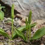 Ophioglossum azoricum Buveinė