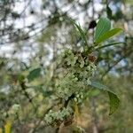 Ilex coriacea Flower