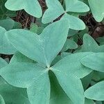 Oxalis latifolia पत्ता