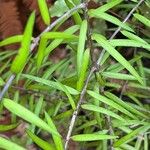 Podocarpus totara Leaf