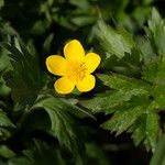 Ranunculus orthorhynchus 花