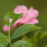 Rosa multiflora Blatt