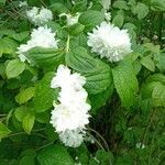 Philadelphus × virginalisFruit