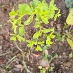 Euphorbia peplus Feuille