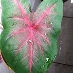 Caladium bicolor Лист