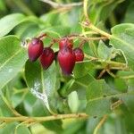 Agarista salicifolia Flor