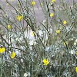 Eschscholzia parishii Hàbitat