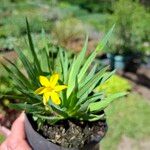 Sisyrinchium californicumFlower