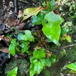 Asplenium hemionitis Leaf