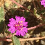 Allionia incarnata Flower