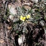 Morisia monanthos Hábito