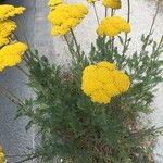 Achillea filipendulinaFleur