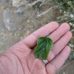 Commicarpus plumbagineus Blatt