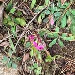 Silene armeria Fuelha