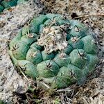 Turbinicarpus lophophoroides List