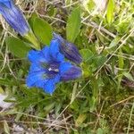 Gentiana angustifolia Virág