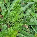 Achillea millefoliumList