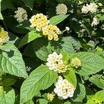 Lantana canescens Кветка