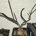 Astrophytum caput-medusae Folha